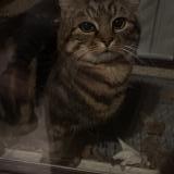 Picture of cat found at Stains