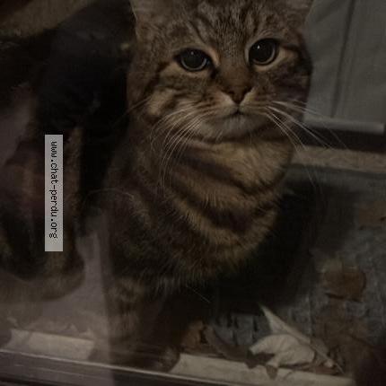 Photo 1/4 Found cat Found in Stains