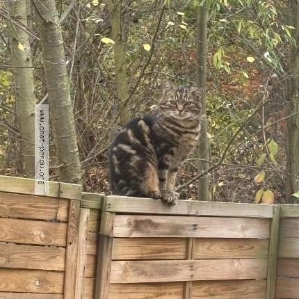 Photo 2/4 Found cat Found in Stains