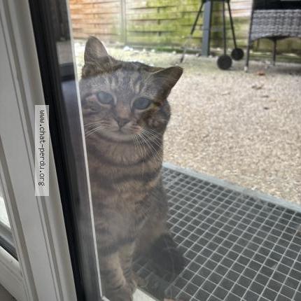 Photo 3/4 Found cat Found in Stains