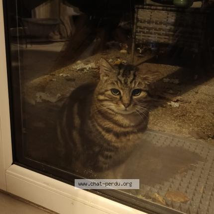 Photo 4/4 Found cat Found in Stains