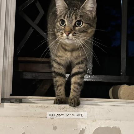 Photo 1/1 Blue Chat lost in La varenne st hilaire