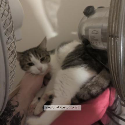 Photo 1/1 Minnie Chat lost in Colombes