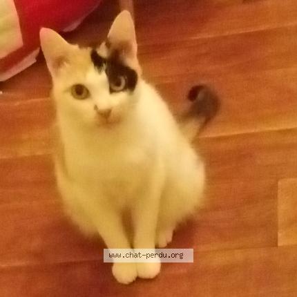 Photo 1/1 Coump&eacute;ki Chat lost in Cambrai