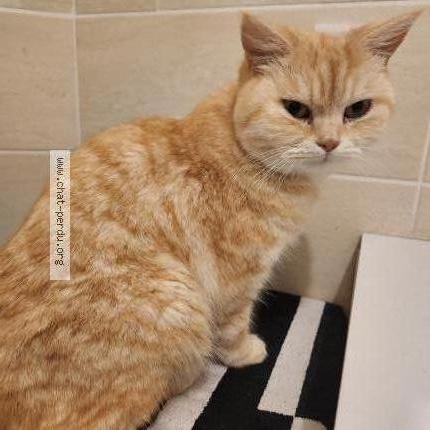 Photo 1/1 Snow Chat lost in Saint andre de seignanx