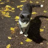 Picture of cat found at Paris