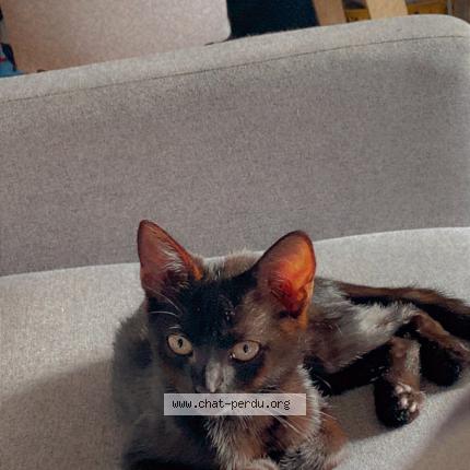 Photo 1/1 Milo Chat lost in Brantom