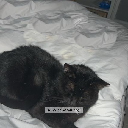 Photo 1/1 Bretzel Chat lost in Saint maixant