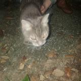 Picture of cat found at Jacksonville