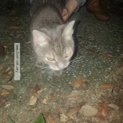 Photo 1/1 Found cat Found in Jacksonville