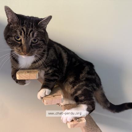 Photo 1/1 Hugo Chat lost in Pincourt