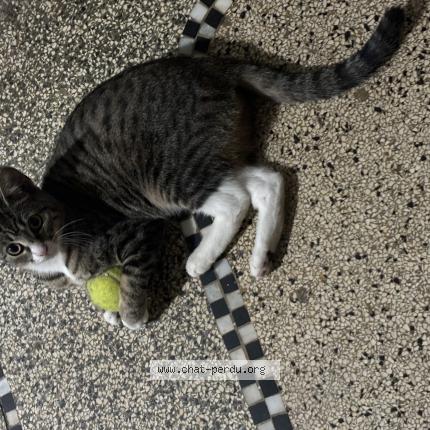 Photo 1/1 Nina ou chatouille Chat lost in Koekelberg