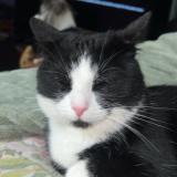 Picture of cat found at Oceanside