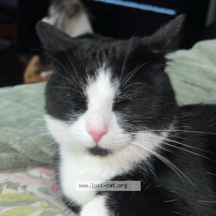 Photo 1/1 Found cat Found in Oceanside