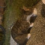 Picture of cat found at Lacroix Saint Ouen