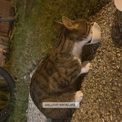 Photo 1/1 Found cat Found in Lacroix saint ouen