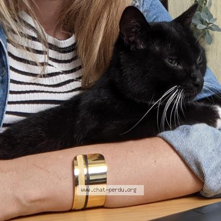 Photo 1/1 Wadi Chat lost in Plescop