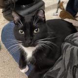 Picture of cat lost at Roberts