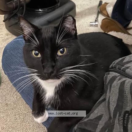 Photo 1/1 Whiskey Chat lost in Roberts