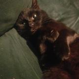 Picture of cat lost at Saint Hilaire De Brethmas