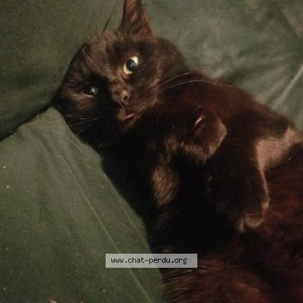 Photo 1/1 Cat reunited Lost in Saint hilaire de brethmas