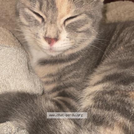 Photo 1/1 Found cat Found in Yvetot