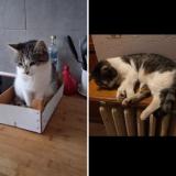 Picture of cat lost at Carignan