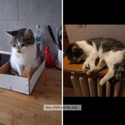 Photo 1/1 Éclair Chat lost in Carignan