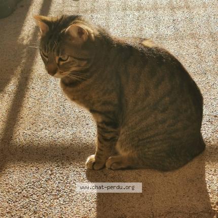 Photo 1/1 Maurice Chat lost in Saint malo