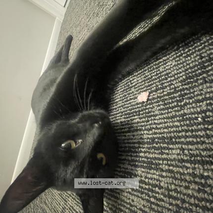 Picture of cat found at Mounds View