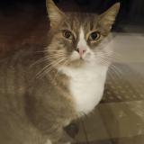 Picture of cat found at Sottevast