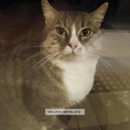 Photo 1/1 Found cat Found in Sottevast