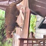 Picture of cat found at Bazincourt Sur Epte