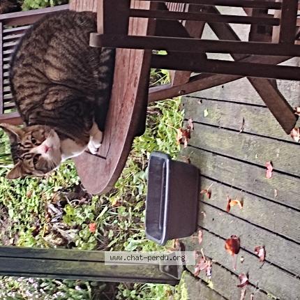 Photo 2/4 Found cat Found in Bazincourt sur epte