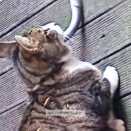 Photo 3/4 Found cat Found in Bazincourt sur epte