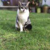Picture of cat lost at Paris