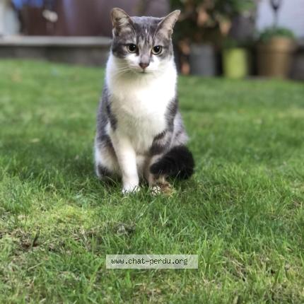 Photo 1/1 Cat reunited Lost in Paris