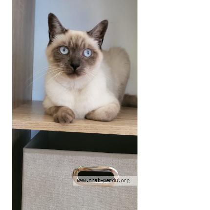 Photo 1/1 VANILLE Chat lost in Toulouse