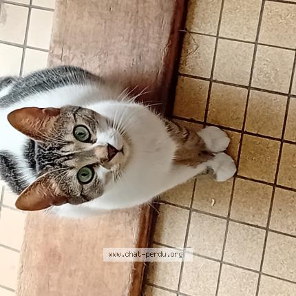 Photo 1/1 Boulette Chat lost in Bonneval