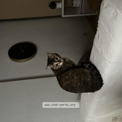 Photo 1/1 Tyla Chat lost in Tarbes