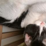 Picture of cat found at Bordeaux