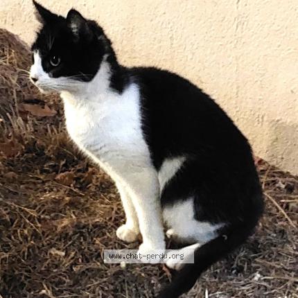 Photo 1/1 LILY Chat lost in Coueron