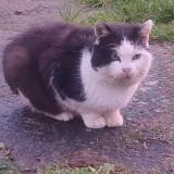 Picture of cat found at Ville