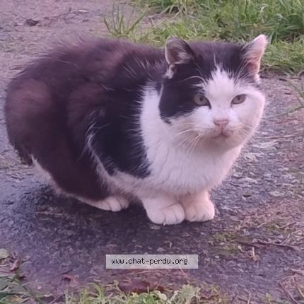 Photo 1/1 Found cat Found in Ville