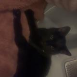 Picture of cat lost at Canonsburg