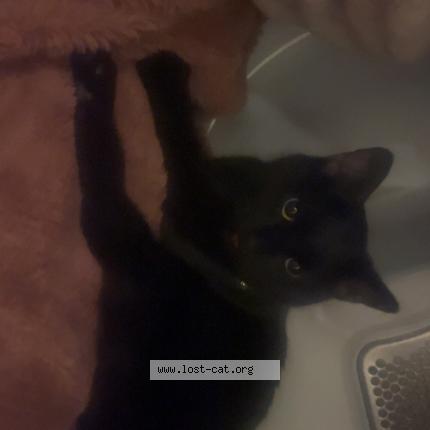 Photo 1/1 Gizmo Chat lost in Canonsburg