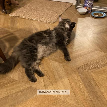 Photo 1/1 Utile Chat lost in Montussan