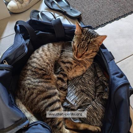 Photo 1/1 Sky Chat lost in Caudan