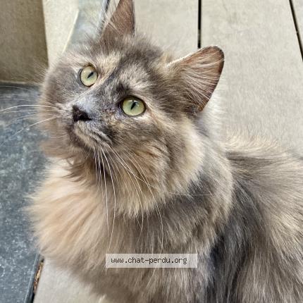 Foto 1/1 Kat teruggevonden Vermist in Woluwe Saint Pierre
