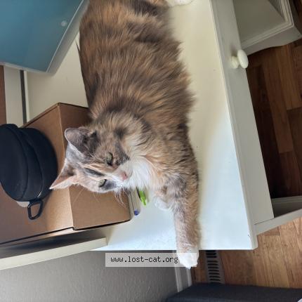 Picture of cat lost at Englewood Co